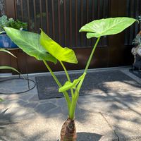 クワズイモの画像
