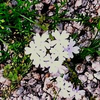 シバザクラ,仕事帰りに,通り道の病院花壇にの画像
