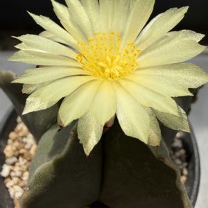 アストロ フィツム,ベランダの画像