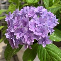 アジサイ,アジサイ,可愛い,和む,花のある暮らしの画像