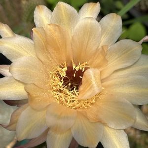 サボテン,魅惑の花サボテン,バルコニー/ベランダの画像