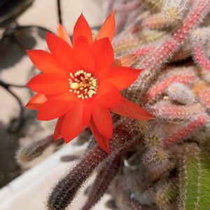 ミニバラ,白檀,白檀 紐サボテン,黄花コウリンタンポポ,うちの庭の画像