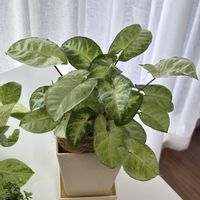 シンゴニウム,植え替え,観葉植物も好きの画像