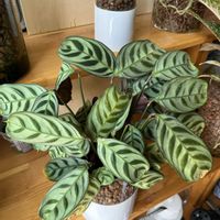クテナンテ,観葉植物,ハイドロカルチャー,クズウコン科 ,室内管理の画像