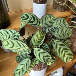 クテナンテ,観葉植物,ハイドロカルチャー,クズウコン科 ,室内管理の画像