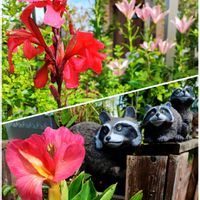 アジサイ,カンナ,キンギョソウ,コレオプシス,ジギタリスの画像