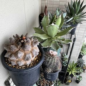 多肉植物,ベランダの画像