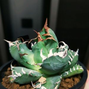 アガベ,アガベ チタノタ,アガベ　チタノタ　魔丸,多肉植物,観葉植物の画像