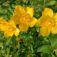 キンシバイ,ユスラウメ,家で咲いている花の画像