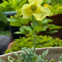 鉢植え,リビングの画像