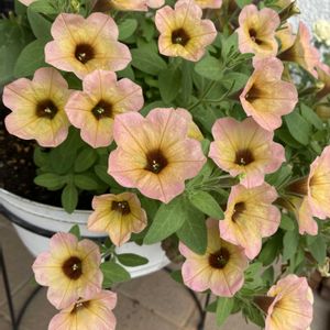 サフィニア,ガーデニング,夏の花,花のある暮らし,オレンジ色の花の画像