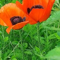 ヒナゲシ,旅の途中,今日のお花の画像