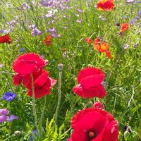 ヒナゲシ,ヒナゲシ,今日のお花,モコのみどりのまとめ,都市開発グリーンベルトの画像