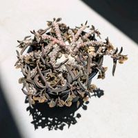 サボテン,鸞鳳玉,ユーフォルビア キリンドリフォリア,多肉植物,鉢植えの画像