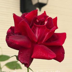 バラ,バラ大好き,お家園芸,バラの庭園をつくりたい,世界をもっとバラ色にbyハイポネックスの画像