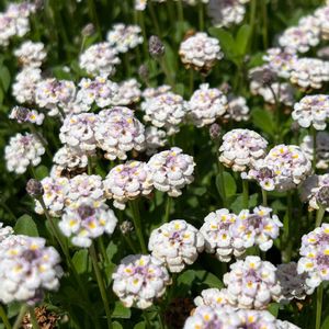 ヒメイワダレソウ,グランドカバー,花のある暮らしの画像