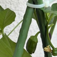 ピーマン,なす,家庭菜園の画像