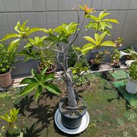 サガリバナ,沖縄,横浜の画像