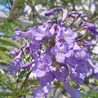 ジャカランタ,花散歩,花のある暮らし,植中毒,花自慢の画像