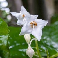 イワタバコ,シロバナイワタバコ,自生,在来種,北鎌倉の画像