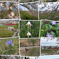 サクラ,ツルニチニチソウ,ダッチアイリス,思い出,風景の画像