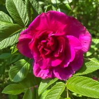 ハマナス,ハマナス,癒し,ピンクの花,ピンク❤︎ピンクの画像