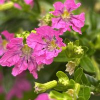 クフェア,クフェア,いつもありがとう,小さな小さな庭,☆携帯撮影☆の画像