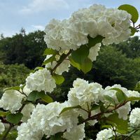 インパチェンス,サボテンの花,ピンクの花,サボテンの寄せ植え,GSのみなさんに感謝♡の画像