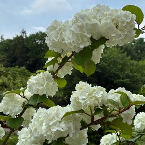 インパチェンス,サボテンの花,ピンクの花,サボテンの寄せ植え,GSのみなさんに感謝♡の画像