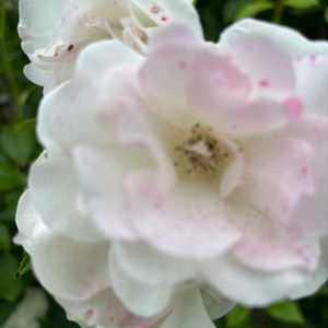 庭園,沢山のお花,お出かけ先の画像