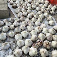 ニンニク,収穫の画像