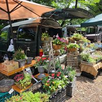 寄せ植え,ガーデニング,コンテナガーデン,花のある暮らし,ハンギングバスケットの画像
