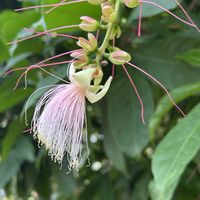 サガリバナ,サガリバナ,カロミア テッテンシス,熱帯植物,夢の島熱帯植物館の画像