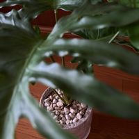 セローム,サンセベリア,観葉植物,水耕栽培,フェイクグリーンの画像