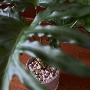 セローム,サンセベリア,観葉植物,水耕栽培,フェイクグリーンの画像