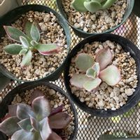 月兎耳,ハムシー,高砂の翁,多肉植物,植物のある暮らしの画像
