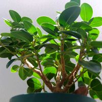ガジュマル,コパンダガジュマル,観葉植物,植物のある暮らし,みどりのある暮らしの画像