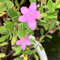 サザンクロス,鉢植え,ガーデニング,成長記録,お気に入り♡の画像
