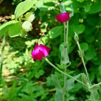 キンシバイ,ブルーベリー,ムラサキカタバミ,ヒトリムスメ,庭の花の画像