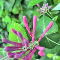 スイカズラ,ツキヌキニンドウ,ツキヌキニンドウ,癒し,花のある暮らしの画像