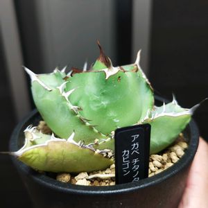 アガベ,アガベ チタノタ,アガベ　チタノタ　カビゴン,多肉植物,観葉植物の画像
