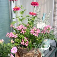 サントリナ,ジニア,スカエボラ,ヘリクリサム,寄せ植えの画像