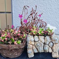 桜吹雪,銀揃,銀揃,吹雪の松,ｷｷｮｳの画像