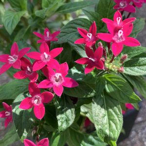 ペンタス,赤い花,鉢植え,ガーデニング,植木鉢の画像