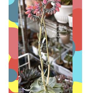 名無しエケ,多肉植物,エケベリア属,多肉大好き,放置栽培の画像