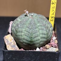 オベサ,ユーフォルビア属,ユーフォルビア・オベサ,ユーフォルビア,ユーフォルビア ・オベサの画像