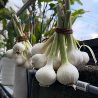 ニンニクの画像