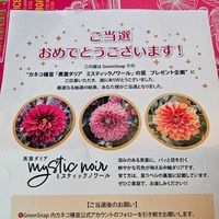 ミスティックノワール,黒葉ダリア　ミスティックノワール　ライトパープル,黒葉ダリアミスティックノワール　パープル,鉢植え,明るい日陰の画像