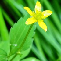 キツネノボタン,黄色の花,里山歩き,野草　山野草,S9の画像