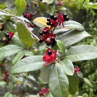 サボテン,ミッキーマウスの木,ベニヒモノキ,バニラ,玉サボテンの画像